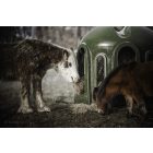 Müanyag körbála etető